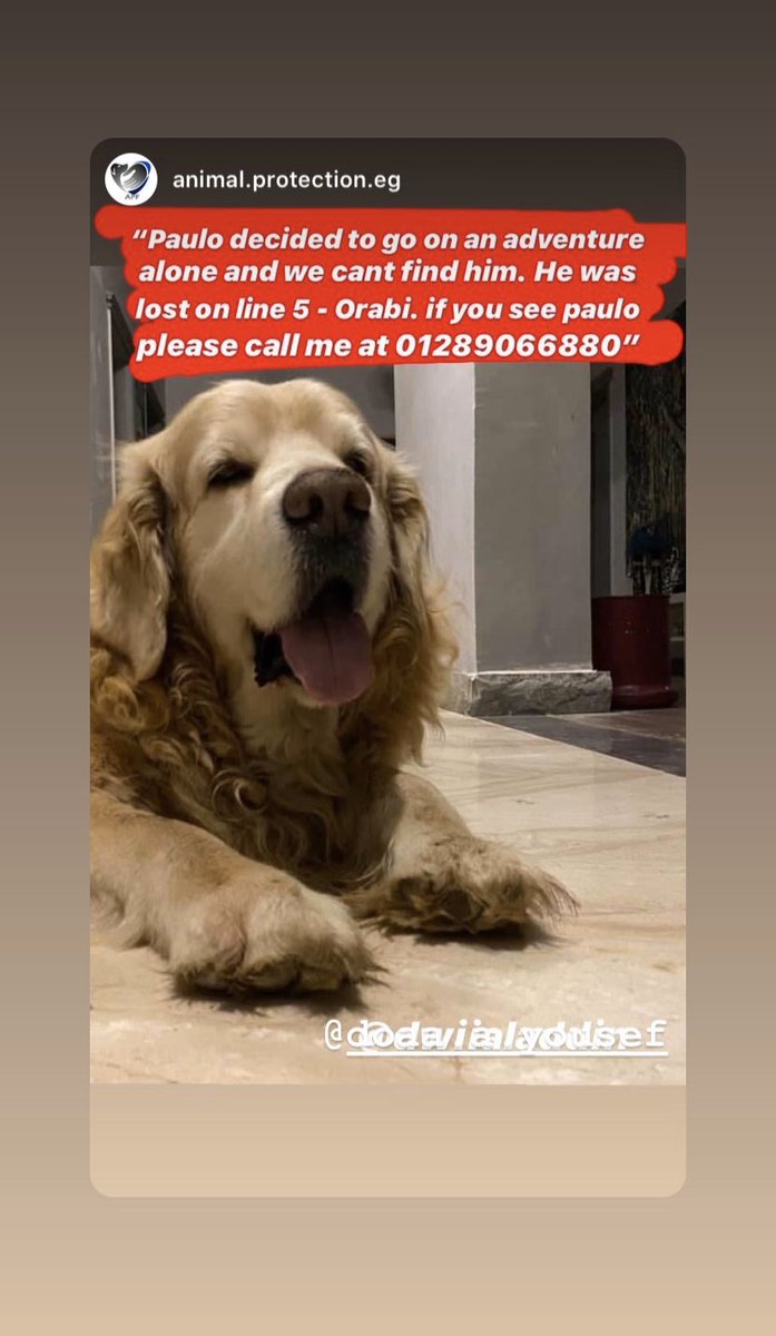 Doaa_Aladdin's tweet photo. Golden retriever male - 11 years old - he decided to go out on an adventure alone and we havent been able to find him and its almost been a week. He was lost on line 5 - Orabi association, obour city - Cairo, Egypt. if you see paulo please contact me #Lostdog #Egypt #cairo #dogs https://t.co/VWIrPsmiqT