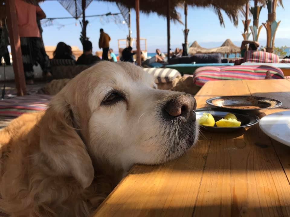 Doaa_Aladdin's tweet photo. Golden retriever male - 11 years old - he decided to go out on an adventure alone and we havent been able to find him and its almost been a week. He was lost on line 5 - Orabi association, obour city - Cairo, Egypt. if you see paulo please contact me #Lostdog #Egypt #cairo #dogs https://t.co/VWIrPsmiqT