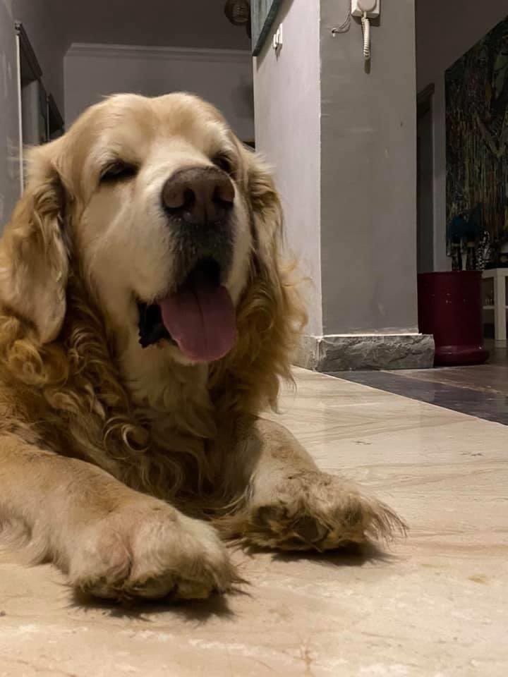 Doaa_Aladdin's tweet photo. Golden retriever male - 11 years old - he decided to go out on an adventure alone and we havent been able to find him and its almost been a week. He was lost on line 5 - Orabi association, obour city - Cairo, Egypt. if you see paulo please contact me #Lostdog #Egypt #cairo #dogs https://t.co/VWIrPsmiqT