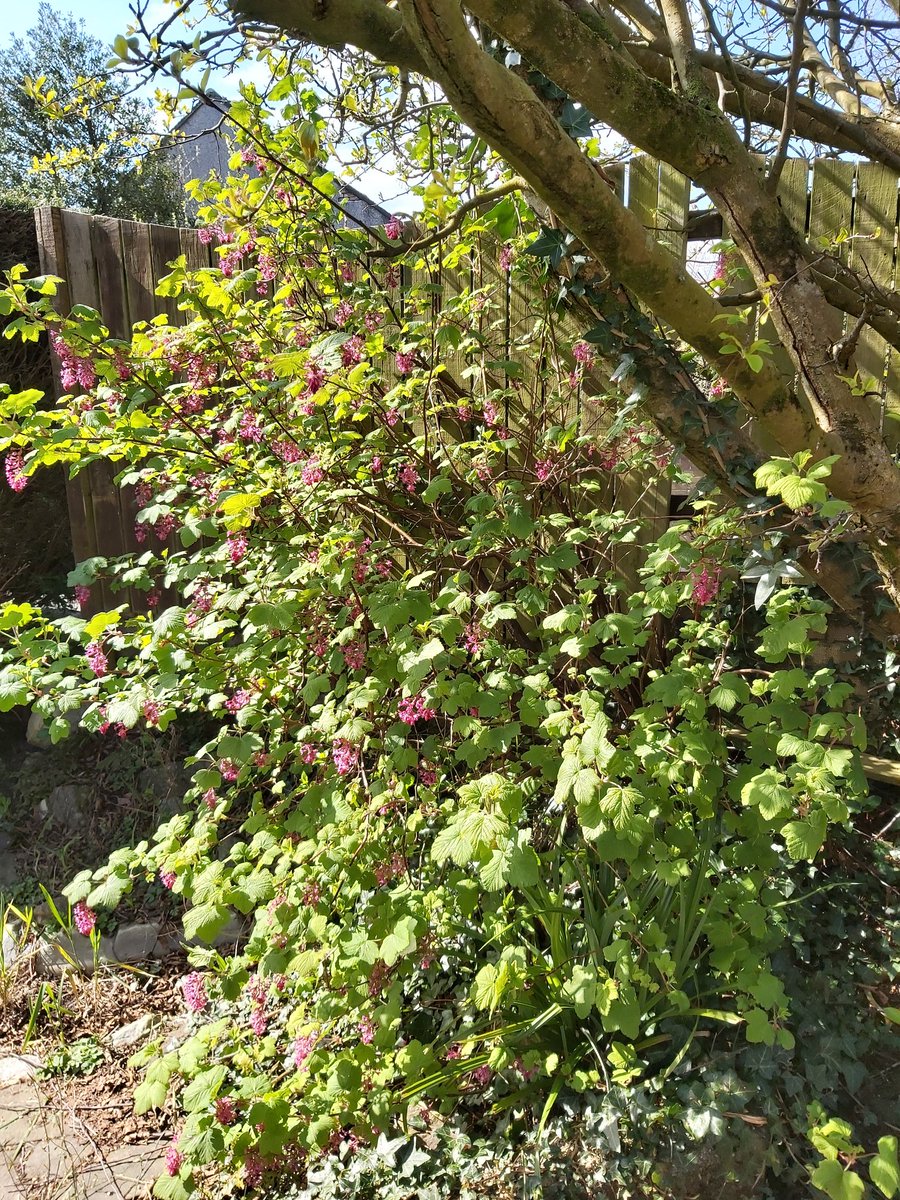 littlenicholls's tweet photo. I could be here a while....
#gardengalore #primroses #jasminearch https://t.co/CIR0NWCZB1