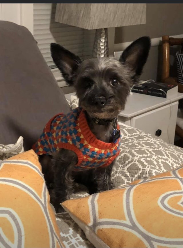 ClevelandBert's tweet photo. My #dads say I have a #twin. I don’t see it.... 
#Bert #Bark #DaFuzz #TuesdayThoughts https://t.co/P8kQQ40oTA