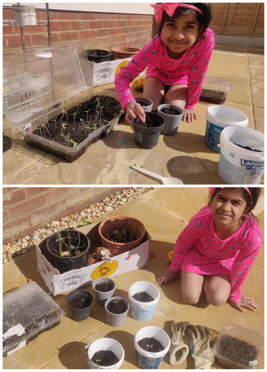 ManickMalai's tweet photo. @y3wps Meenakshi's Tomato plantation https://t.co/UnFwdtl95C