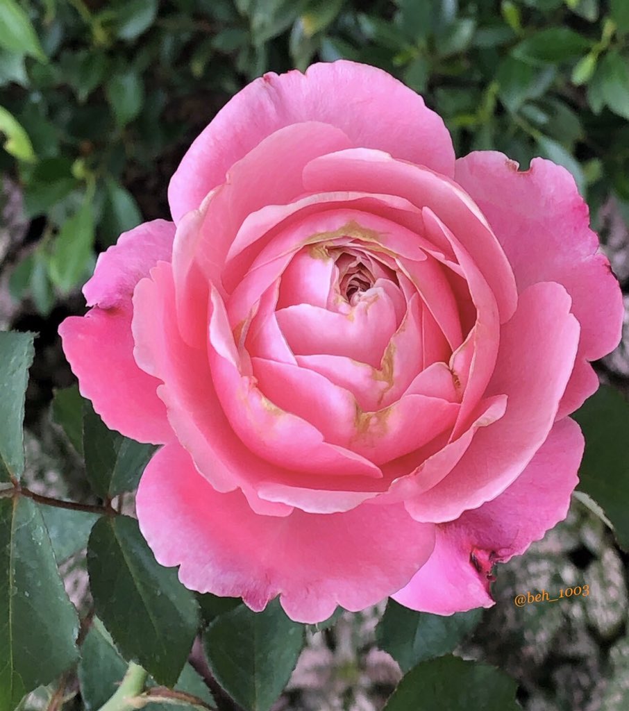 Pina💕 tweet media