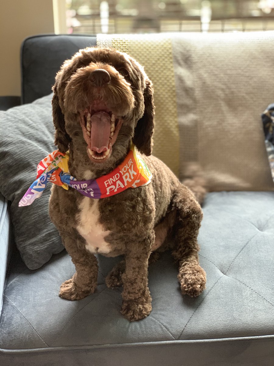 Kobe is chief seat warmer and snuggler. He's very pleased with the current arrangement and all the extra snugs he's getting. He's also very proud of his bandana and wants to know if you like it too. #FindYourPark  #EncuentraTuParque