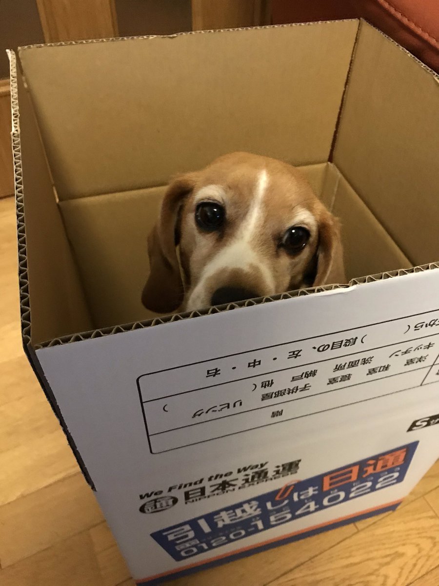 Not yet ready to move home! I helping mom packing up belongings.引越し準備が捗らず、現実逃避中。#beagle #movinghome #jobtransfer
