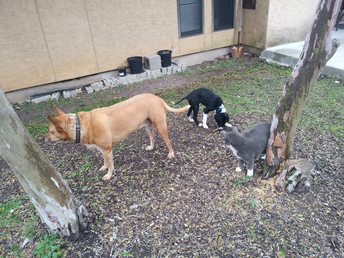 DrEvanLieberman's tweet photo. My coworkers &amp; my home office: Stella is the wise and tenured doggo, Mabel is the plucky new intern, and Sharkus Maximus (Sharkey to his friends) is obviously the boss of all of us. I miss my students and colleagues, but this isn't bad either.  #SpringBreak2020 #HappyHealthyHome https://t.co/iaZM97Xr65