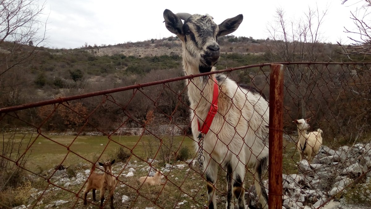 michaelatfreer's tweet photo. Check out my newest blog - what #goats taught me. https://t.co/Sb1jYirkpx
#goatnews #kids #spring #personaldevelopment https://t.co/ETewWKrgeS