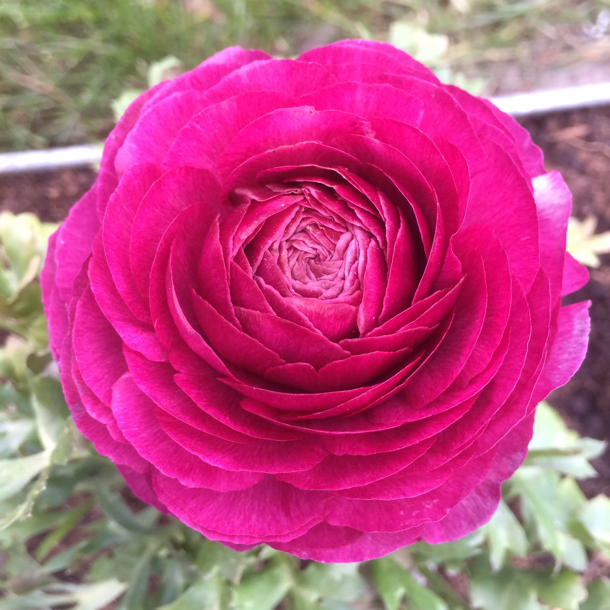 Day 8 of lockdown days of gratitude, today I’m loving ranunculus, the prettiest of spring flowers? I have this colour, purple, red and white in my garden.
#nofilter #lockdown #grateful #day8 #spring #springflowers #ranunculus