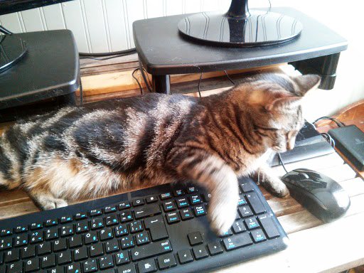 insightworks_ca's tweet photo. Nice try, wrong mouse, get back to work! 

#cats #catsoftwitter #newcoworker #workingfromhome #workingfromhomelife #covid #covid19 #covid_19 #fridayfeeling https://t.co/VtUoRnEODn