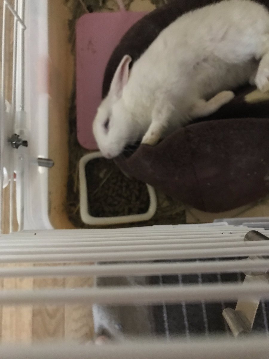 Mixうさぎ Cerca Al Twitter