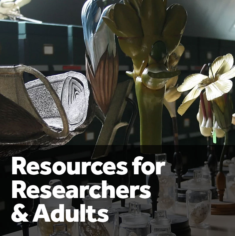 Looking to keep occupied and learn something new? We have online volunteering opportunities to help archive our collections and learning courses about our fantastic Egyptology collection.Check out our Resources for Adults & Researchers: https://www.mminquarantine.com/resources-for-researchers-adults #MMinQuarantine