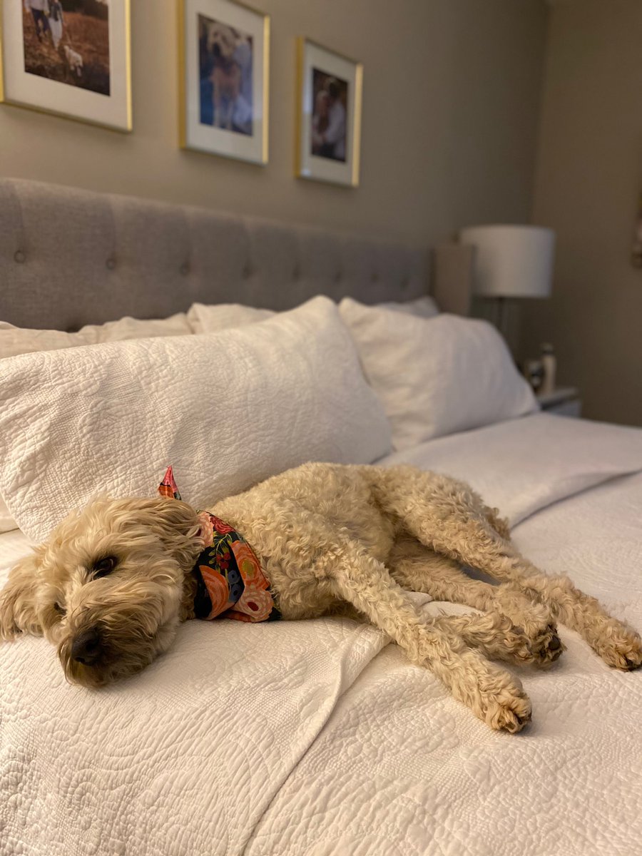 PoppyAdair's tweet photo. I tried to get Mia to come to work today. She protested.  #btms #VirtualSpiritWeek https://t.co/HFMjtKKNJ9