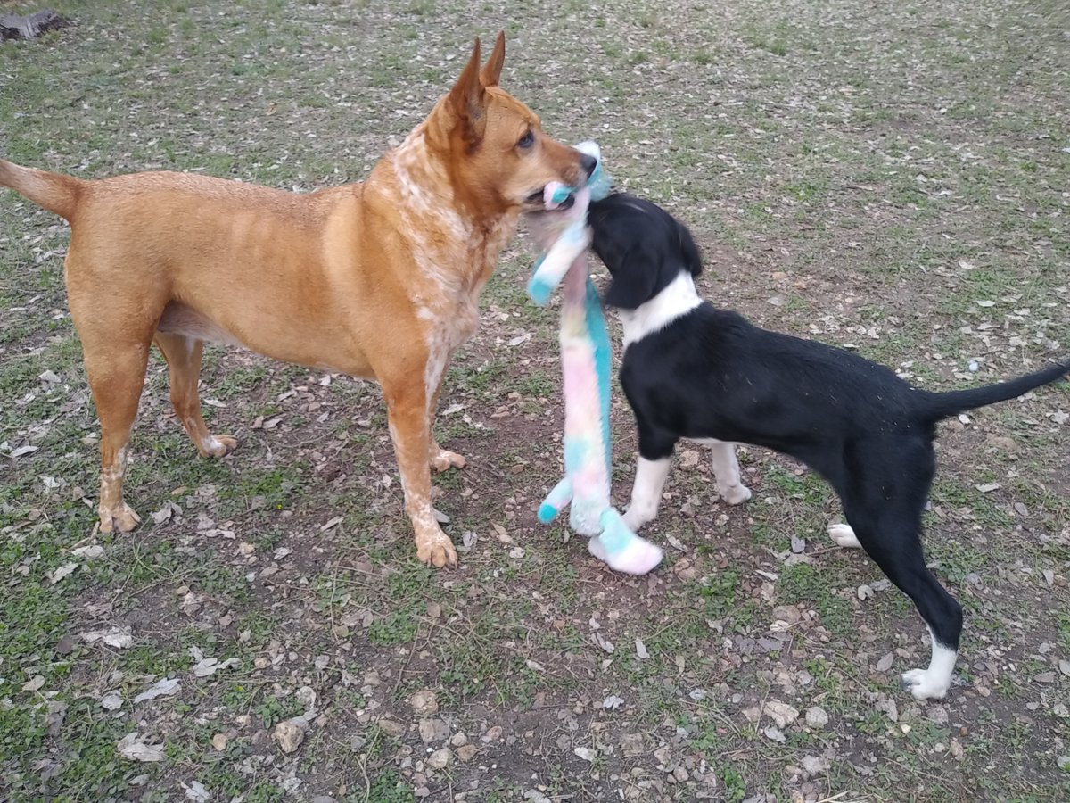 DrEvanLieberman's tweet photo. My coworkers &amp; my home office: Stella is the wise and tenured doggo, Mabel is the plucky new intern, and Sharkus Maximus (Sharkey to his friends) is obviously the boss of all of us. I miss my students and colleagues, but this isn't bad either.  #SpringBreak2020 #HappyHealthyHome https://t.co/iaZM97Xr65