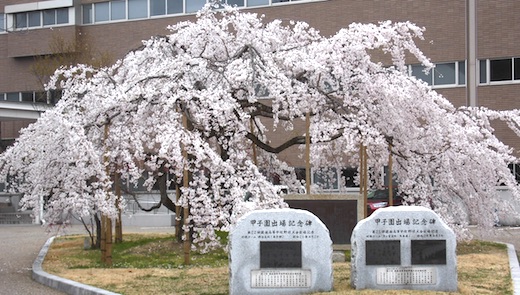 滋賀県の情報と観光スポット しだれ桜 3 31 彦根城の桜は 5分咲きなので 満開まではもう数日ですが 近くの彦根東高校の校庭には ご覧の通り しだれ桜が美しく咲いていました しだれ桜 枝垂れ桜 彦根城 彦根東高校 彦根東 高校 校庭 滋賀県の情報と観光スポット しだれ桜 3 31 彦根城の桜は 5分咲きなので 満開まではもう数日ですが 近くの彦根東高校の校庭には ご覧の通り しだれ桜が美しく咲いていました しだれ桜 枝垂れ桜 彦根城 彦根東高校 彦根東 高校 校庭