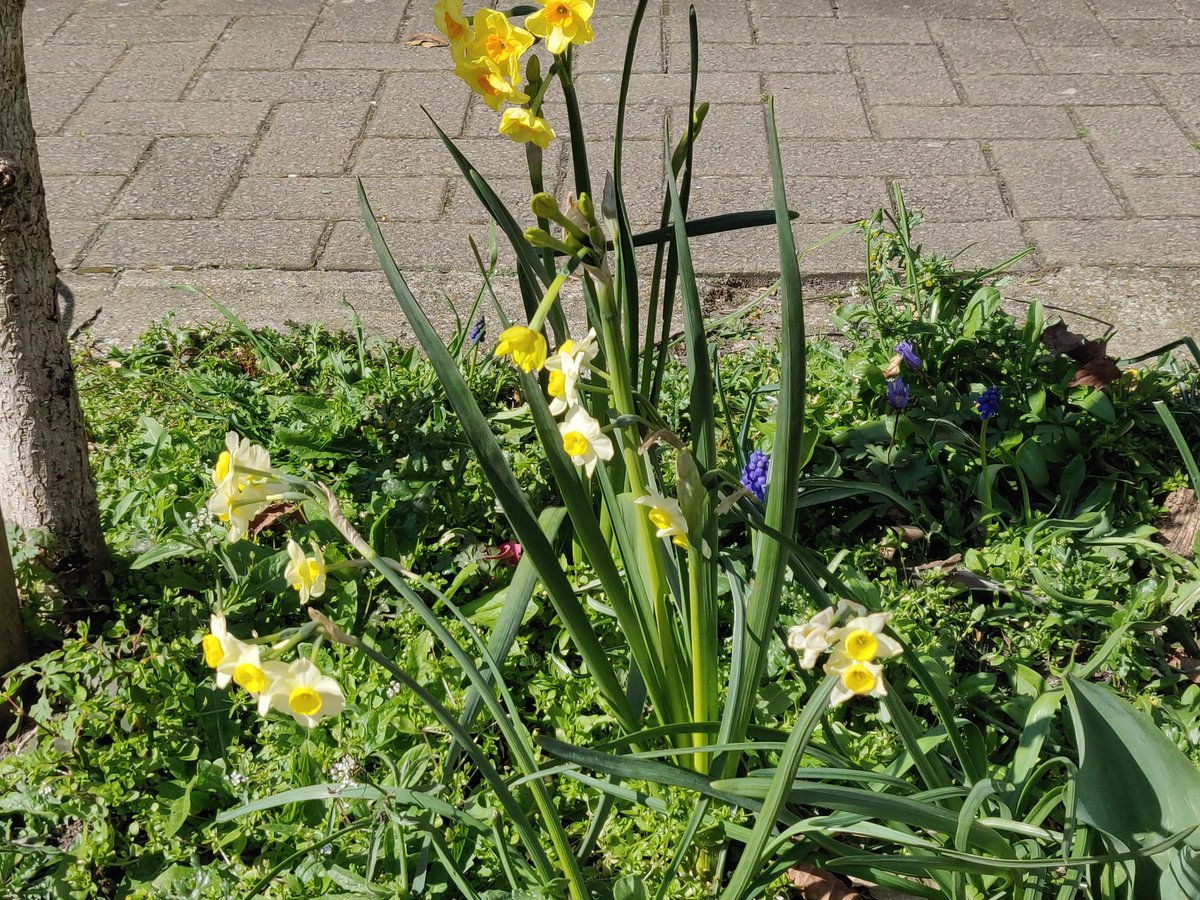 tootingrastacc's tweet image. #tooting #Rasta #cycleclub

#designatedexercisebreak #daffodils and #grapehyacinths #treepit bizniz in #idlecomberoad for @LondonNPC and  #bloomingtooting

#peace , #love and #flowertothepeople
❤️💛💚