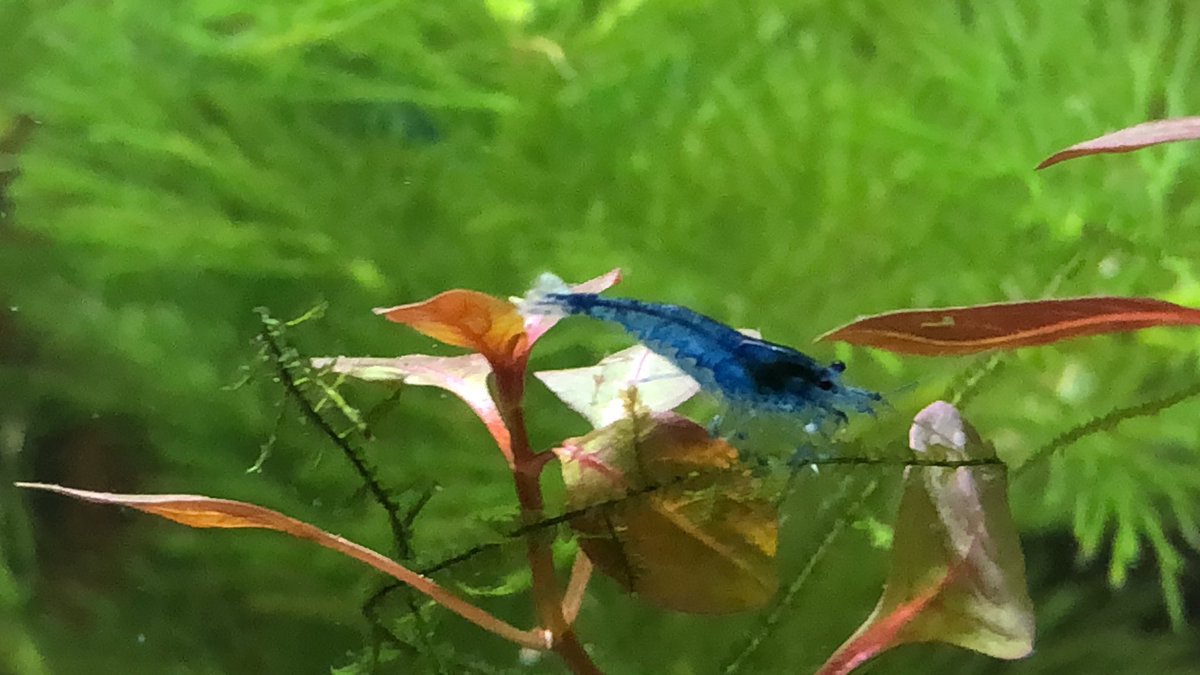 Day 25/ #shrimptankWe’ve got helpful fire red painted cherry shrimp cleaning dragons  Blue shrimp being dazzling  A Sakura shrimp  cleaning Tiny the Snail  And ANOTHER BABY  shrimp  !!