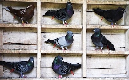 Just on a Zoom Call with all my Mates. Yep.