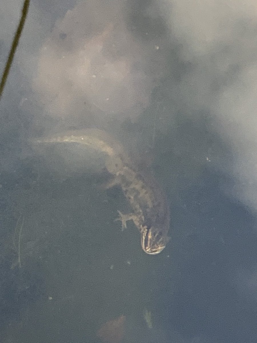 ClareSymonds3's tweet photo. @MoulsfordWild I’m rather proud of my wildlife pond at the moment. We only dug it last spring but already it’s giving us a lot of pleasure. https://t.co/WJaSW3vXd3