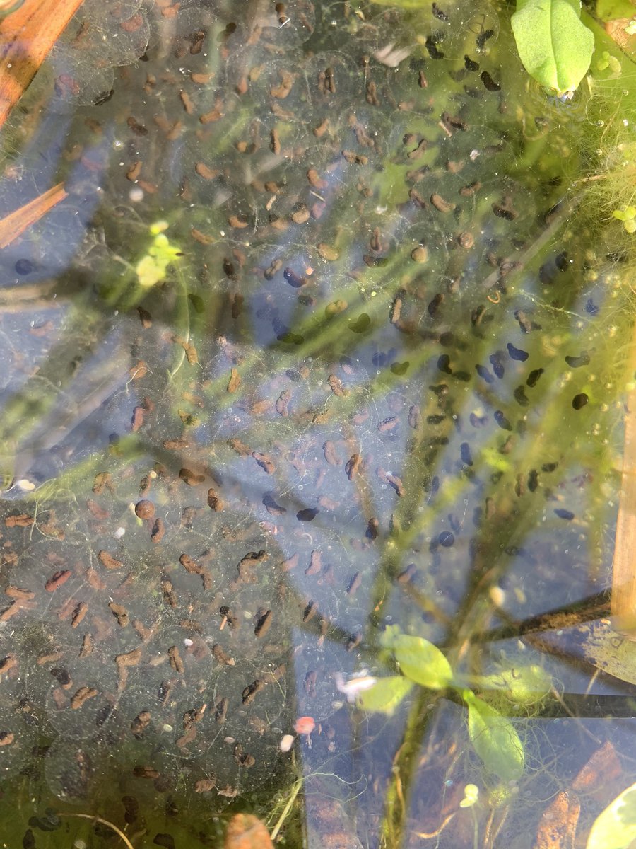 ClareSymonds3's tweet photo. @MoulsfordWild I’m rather proud of my wildlife pond at the moment. We only dug it last spring but already it’s giving us a lot of pleasure. https://t.co/WJaSW3vXd3