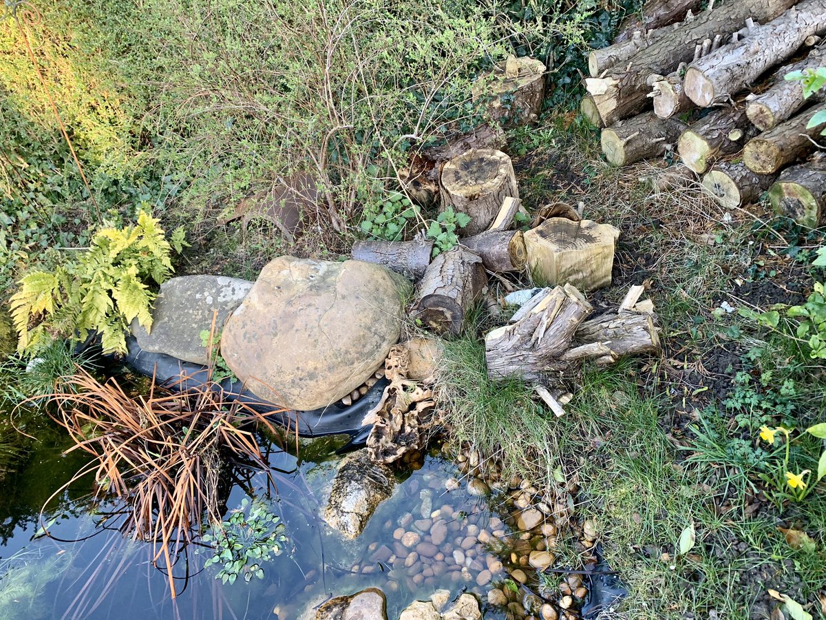 ClareSymonds3's tweet photo. @MoulsfordWild I’m rather proud of my wildlife pond at the moment. We only dug it last spring but already it’s giving us a lot of pleasure. https://t.co/WJaSW3vXd3