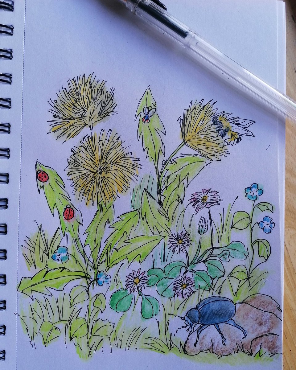 AilinKee's tweet photo. Almost an original composition. #learningtosketch #learningtopaint #natureinspired #dandelion #daisy #speedwell #ladybird #fly #bumblebee #bloodynosedbeetle #springishere https://t.co/qiNky6RL2Z