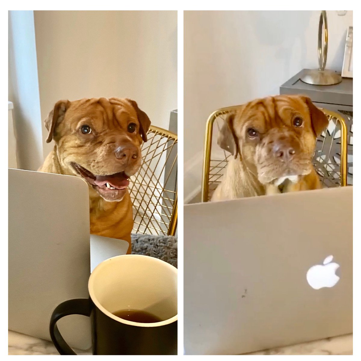 GregorysCoffee's tweet photo. The face you make when you’re the first one on zoom call vs realizing you’re the only on the call #StayAtHome #gregular #WorkFromHome https://t.co/VZAgUWjtZL