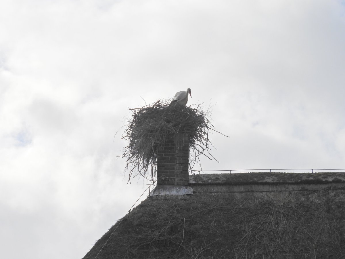 Mantingerveld's tweet photo. Ooievaar op schoorsteen Olde Hof 3 Garminge.
#ooievaar #garminge https://t.co/65T8UBv0Z4