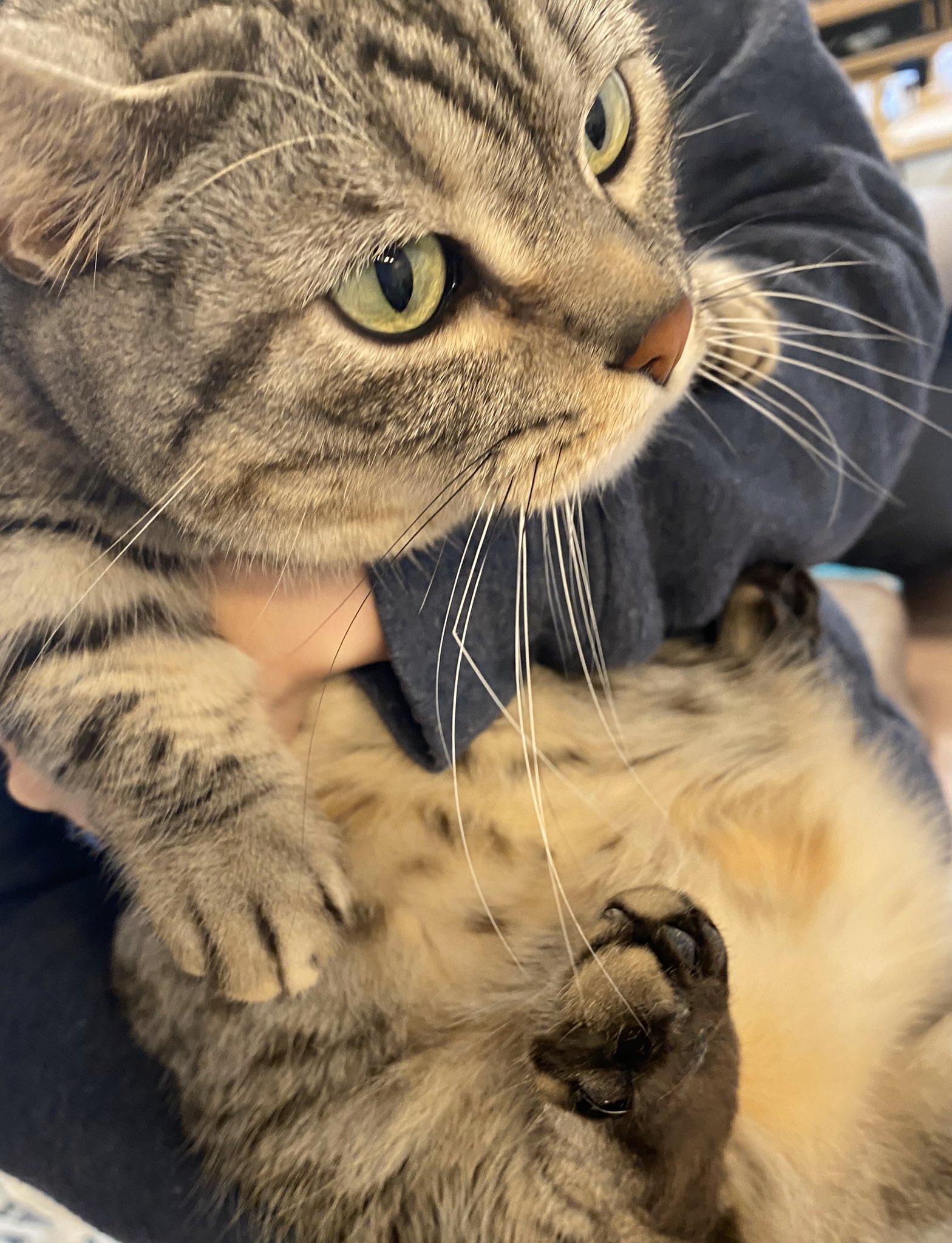猫のさばみそ ごましお 357cp プラプラしてたおひげは折れて行方不明で この様に一本だけ短いおひげのごましお T Co Kjxogej7mr Twitter