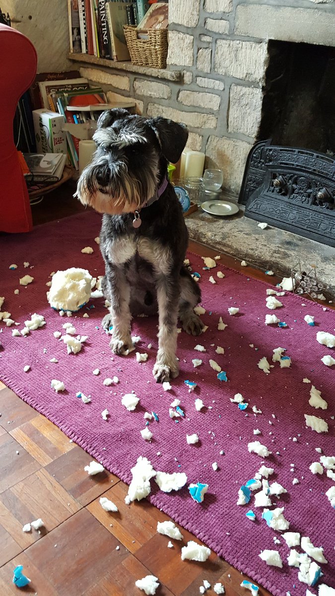 mandyrobothamuk's tweet photo. 15 mins ago this was a ball. Seems even pandemic pups feeling the strain. Basil has now worked through his new world angst and will become loyal muse pup once again. #affectsusall #dogsoftwitter #dogs https://t.co/YSlYNbR2K0