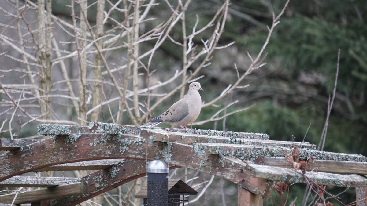 We had 12 species on our #BreakfastBirdwatch today. Some new arrivals like Song sparrows, but also plenty of regulars. One of those is a Mourning dove, which often feed underneath our feeders on fallen seeds. What notable species are your getting on your #BreakfastBirdwatch?