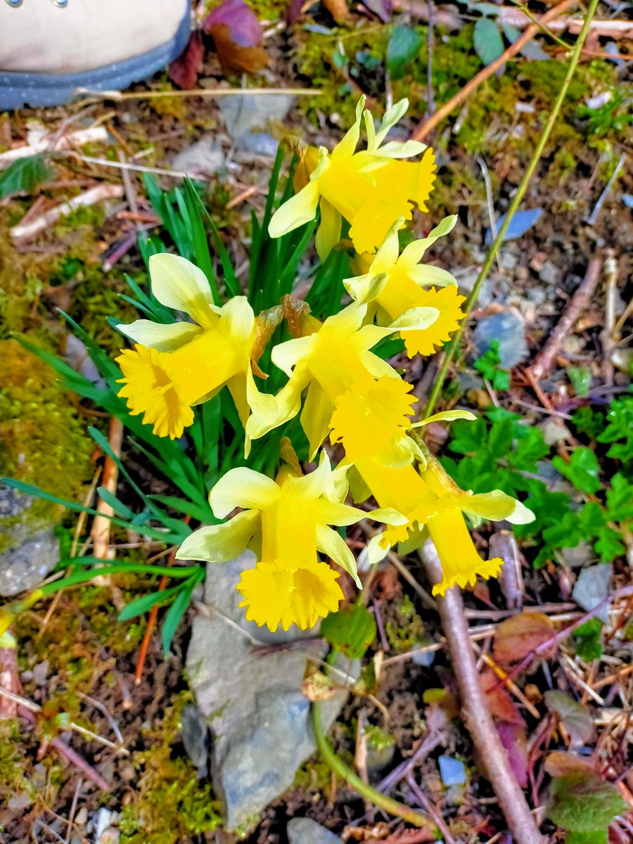 Rulfi (@werralf) on Twitter photo 