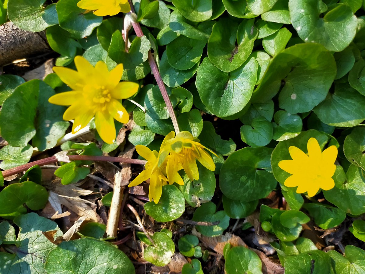 Rulfi (@werralf) on Twitter photo 