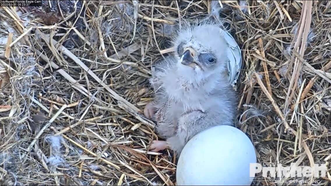 johstina's tweet photo. Welcome to the world sweet little E15! 🐣❤️ @SWFLEagleCAM https://t.co/nNWDfBfVev