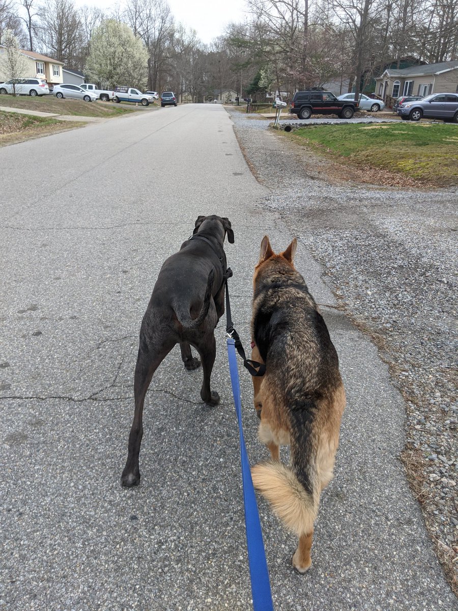Taking the dogs for a walk is a great way to practice #SocialDistancing! Dogs can't get Covid 19, so they don't have to be 6ft apart. 😁 #atheartneverapart #GFHSproud