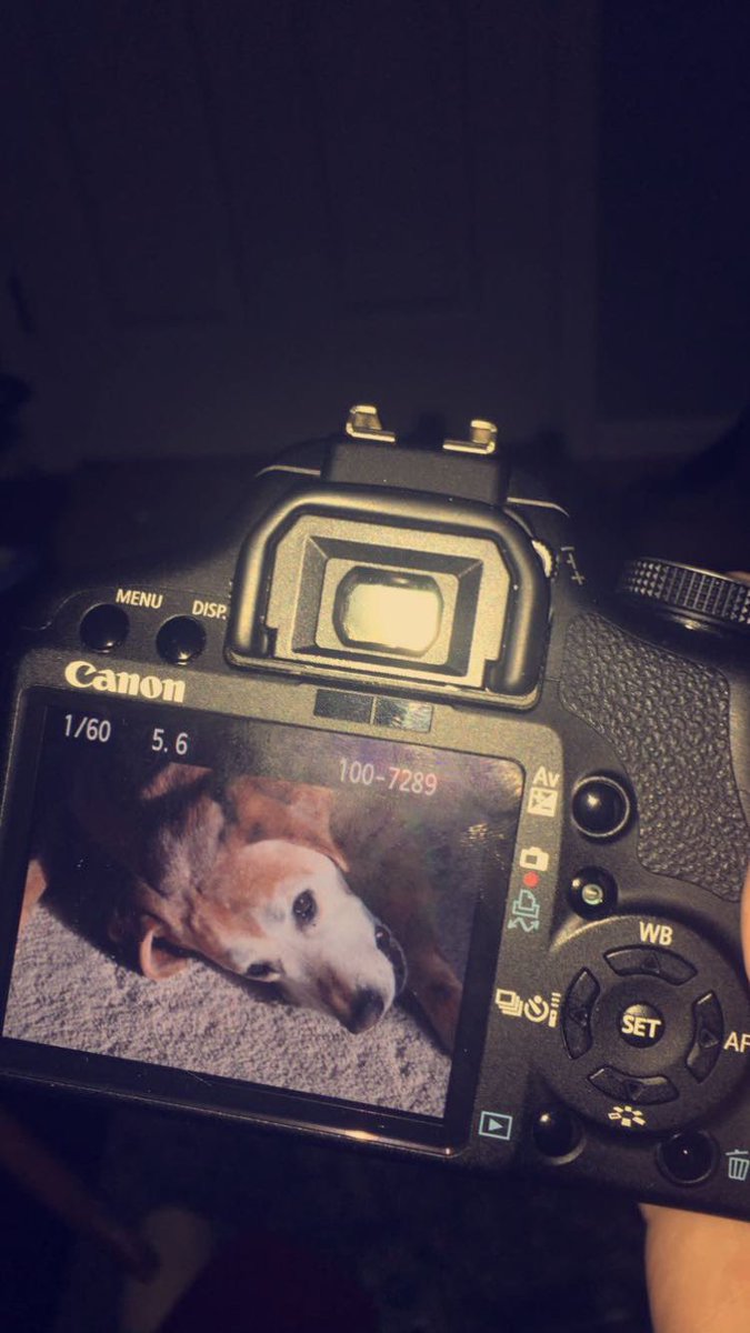 CadenKramer's tweet photo. Lost my number 1 Homie today... RIP Bronx❤️😇 https://t.co/hwjn46GkcW