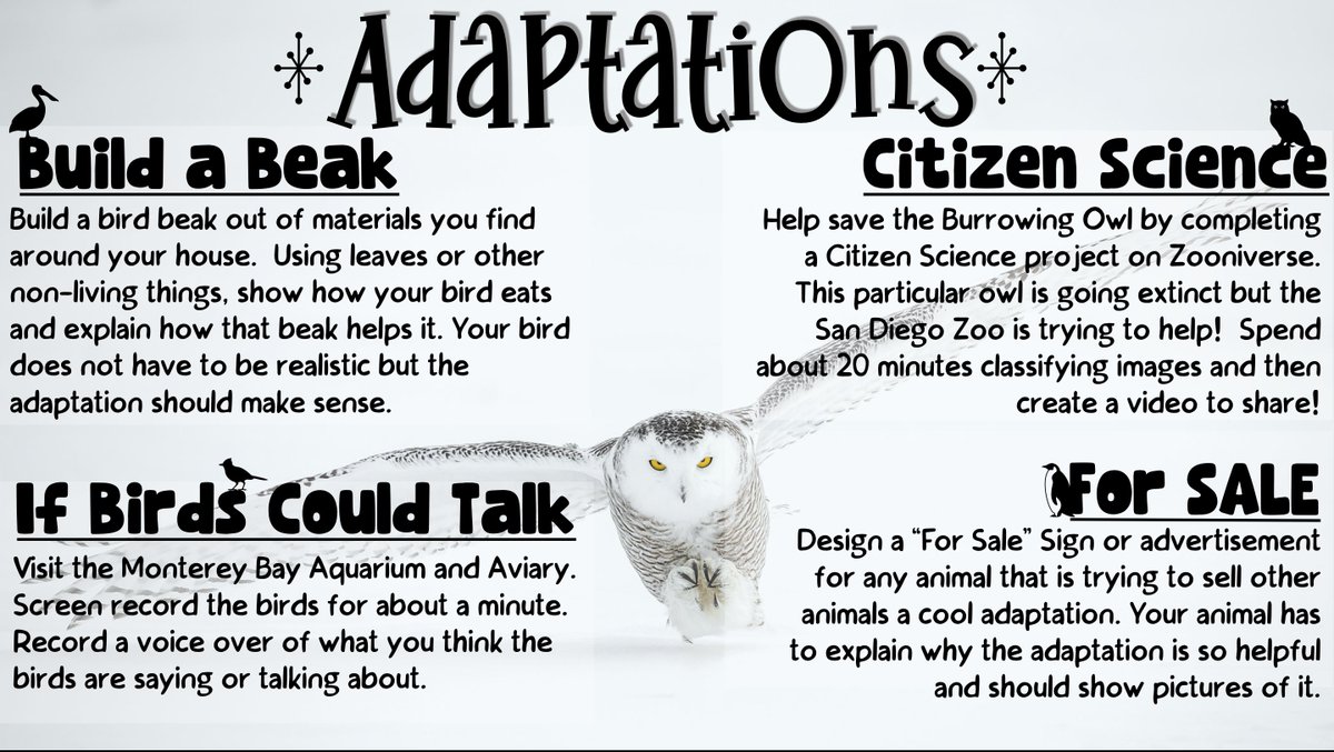 Working through some ideas for next week to learn about adaptations at home #EveryoneCanCreate #CitizenScience
