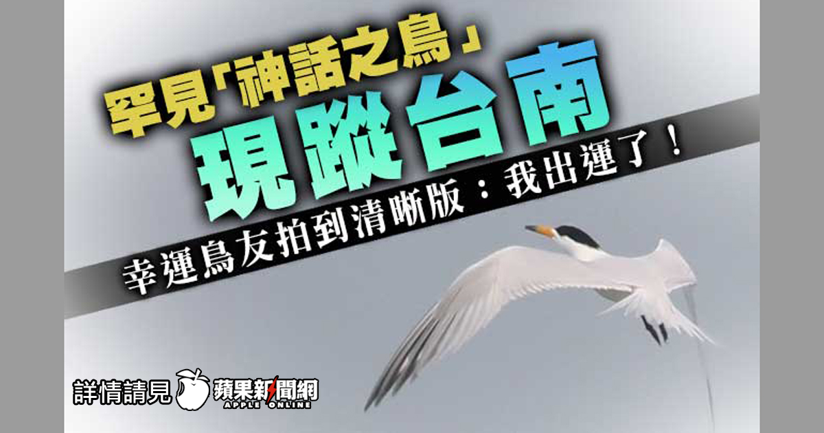 ハッシュタグ 黑嘴端鳳頭燕鷗