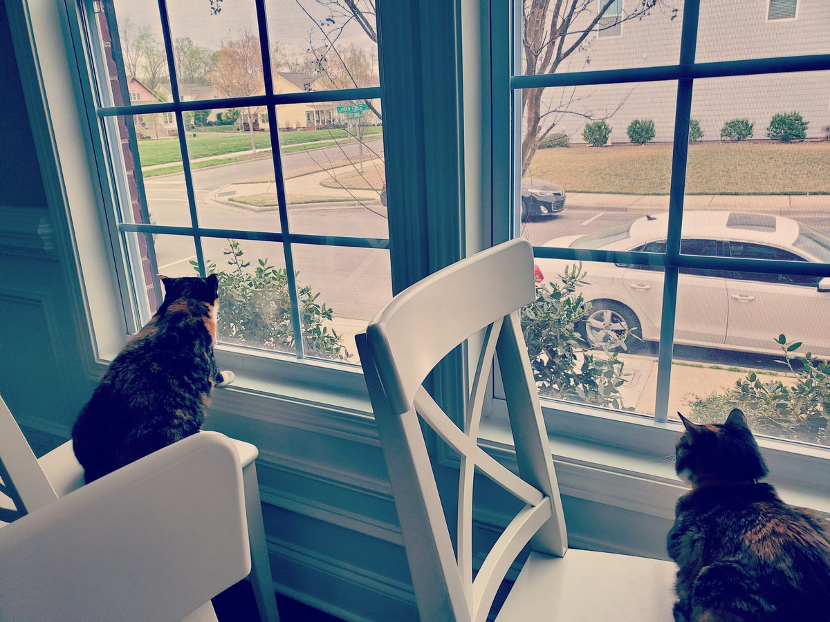 spencer61's tweet photo. The security at my new office is super strict. 🐈👮‍♀️ https://t.co/xN4DnkrmCd