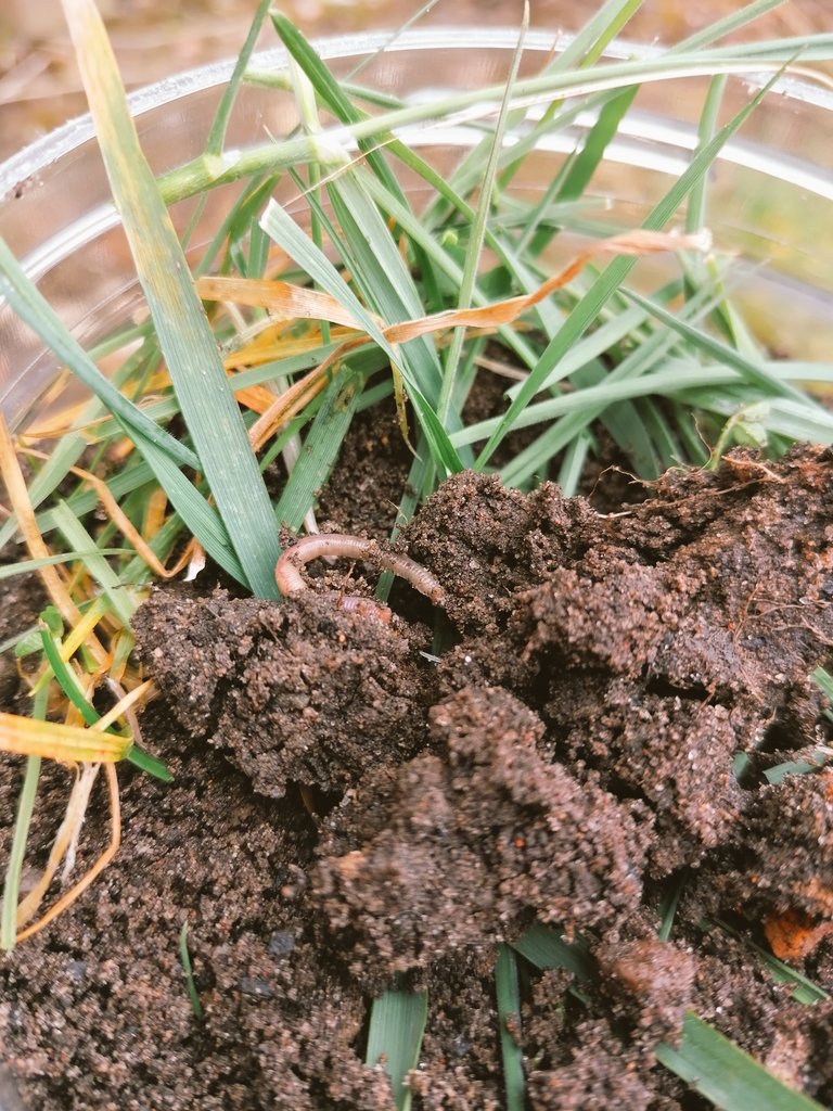 Luke Strachan tweet media