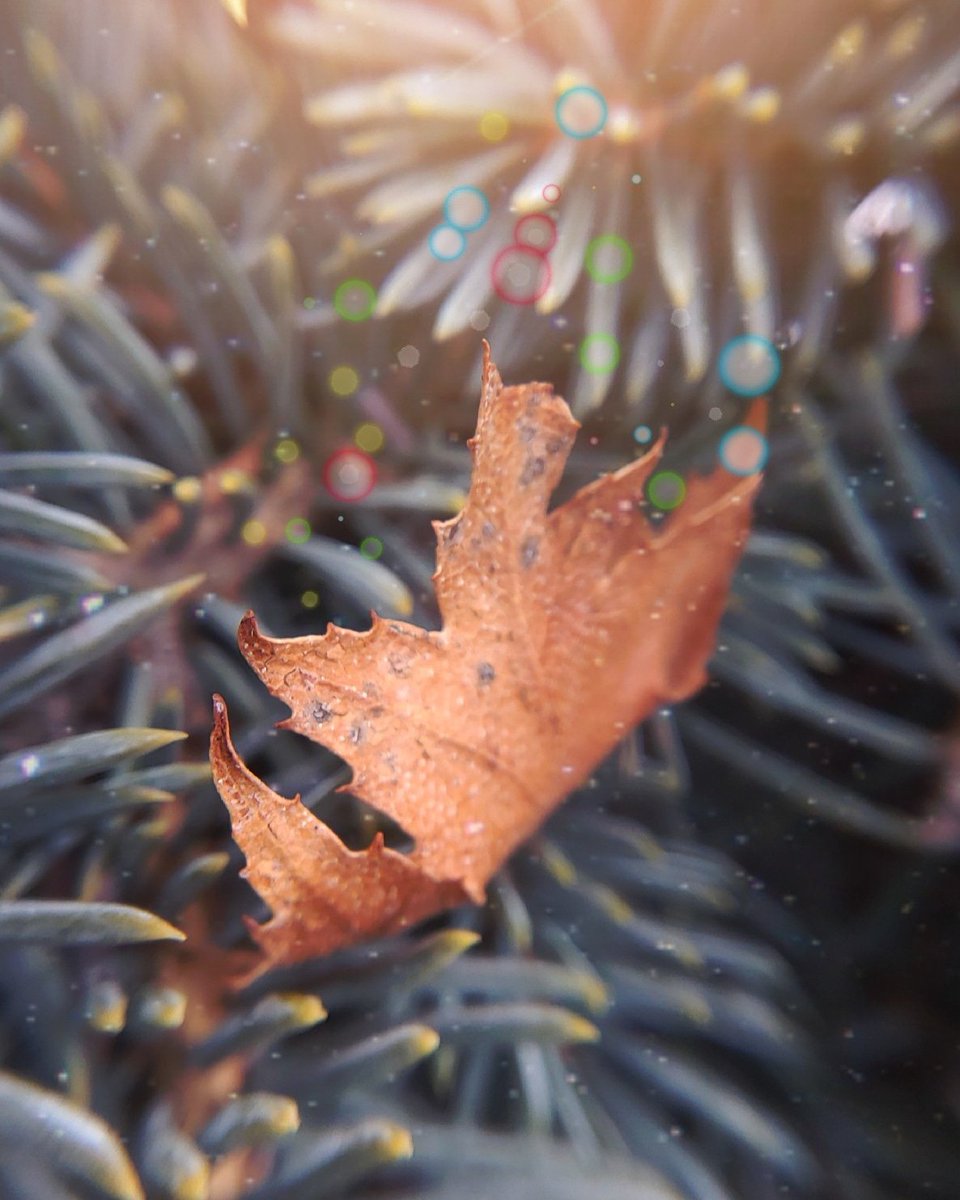 Thetea_kettle's tweet photo. So this #quarantine business has got me back into #photography and #editing and I am thrilled that I finally have returned to that part of my life that I love, here is an example of my work #passionforphotography #makingart #leaves #pretty #glitterphotoeffect #lumii https://t.co/Ah3pgokBo0
