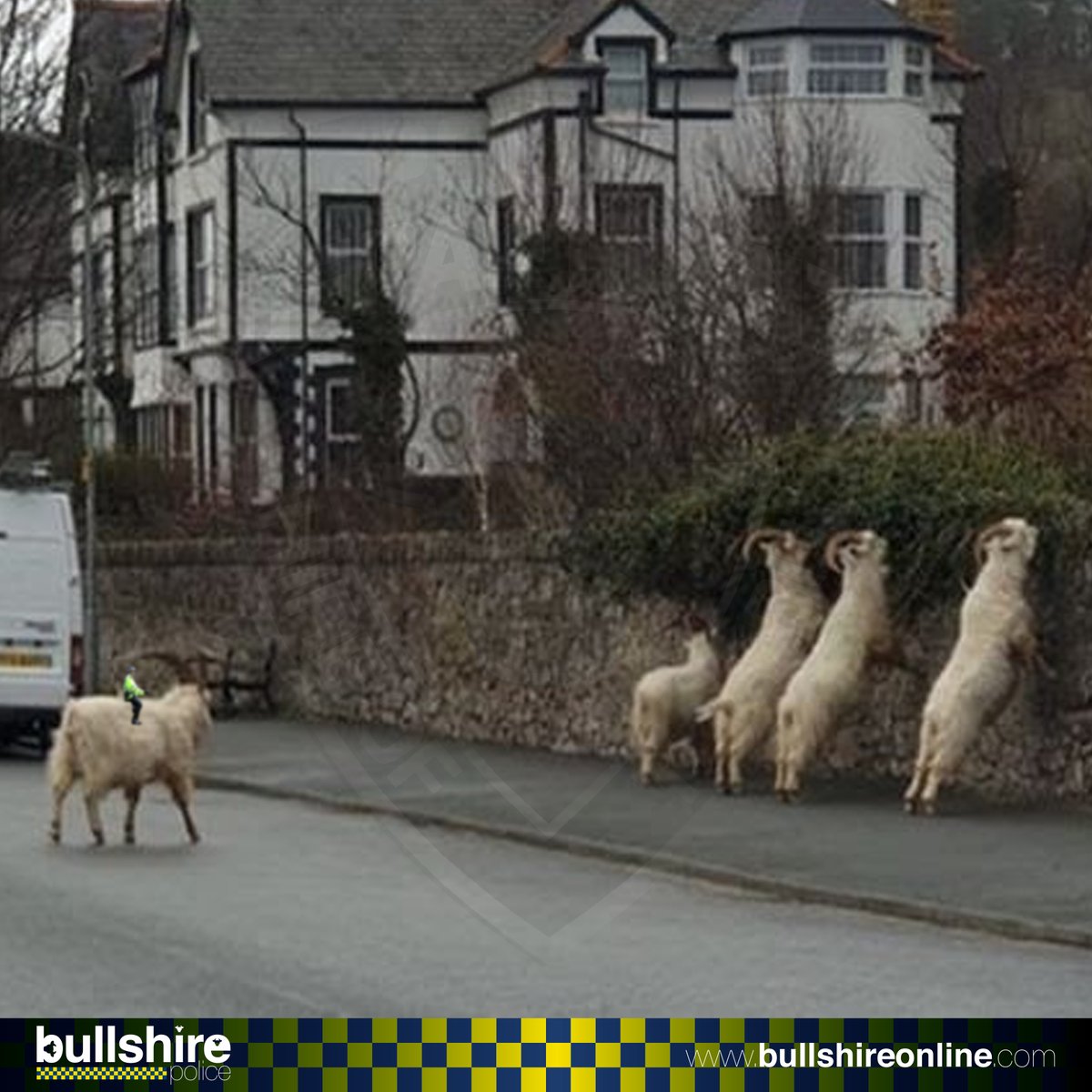 BullshirePolice's tweet photo. Have you herd about our #GoatPatrol down in #Llandudno?

Here's Sergeant Billy DOE in action; arresting four errant goats who were flouting the #LockDown.

Choose to read more:

https://t.co/wMLFXH3UYJ https://t.co/fG8oH9Cxga