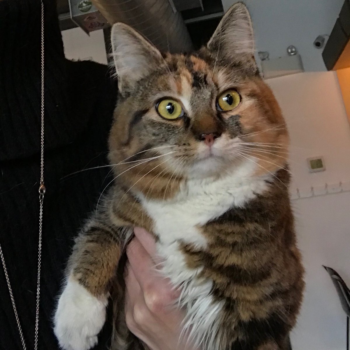 There’s a very friendly, small long-haired tabby at the brewery right now. She’s well cared-for and has obviously escaped—she seems hungry. Found behind the brewery, so likely from north of North. Please RT.