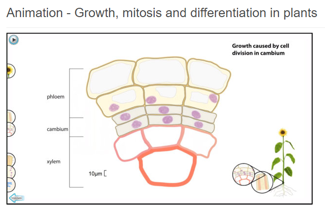 SAPS_News's tweet photo. Ideal for #LearningAtHome your students can check out our biology animations focusing on transport, respiration, photosynthesis and mitosis in plants. 🖱️🌿

https://t.co/OcnmT48uJE 

#PlantSci #LearnAtHome #WorkFromHome https://t.co/veT6XzCTj5