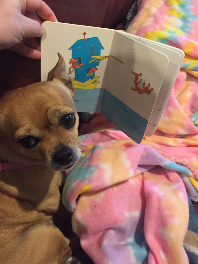 KNethaway's tweet photo. Tall Tale Tuesday!  Reading Daisy’s favorite- Go Dog Go- and a Bluebonnet Nominee!
@PCES_Panthers #ChooseParkCrest #GISDAlwaysConnected  #GISDPantherVirtualSpirit https://t.co/165nDcUuX8