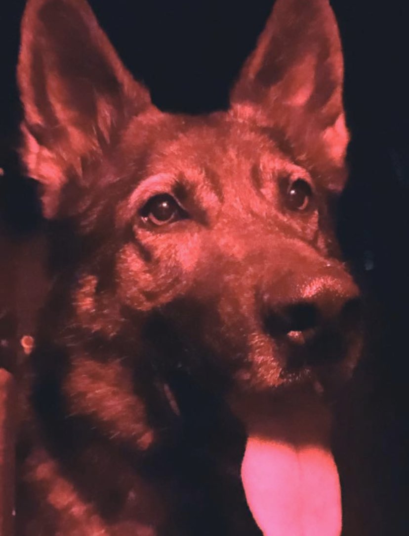 WCSOIndiana's tweet image. This is K9 Leo! He works paw in hand with his handler Sgt. AJ Campbell. Together they have had a busy week protecting and serving the people of Wells County! See our FB for more details! #TongueOutTuesday #K9Leo #WCSOK9