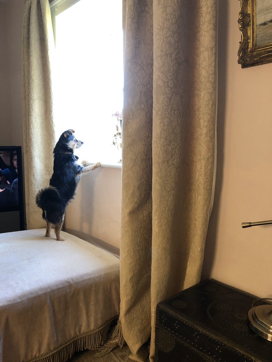RFTownshend's tweet photo. Pudding has become a #nosyneighbour #Isolation #coronavirus #COVID19 #nosy #dogsoftwitter #nosydogs https://t.co/IO2glz8gtJ