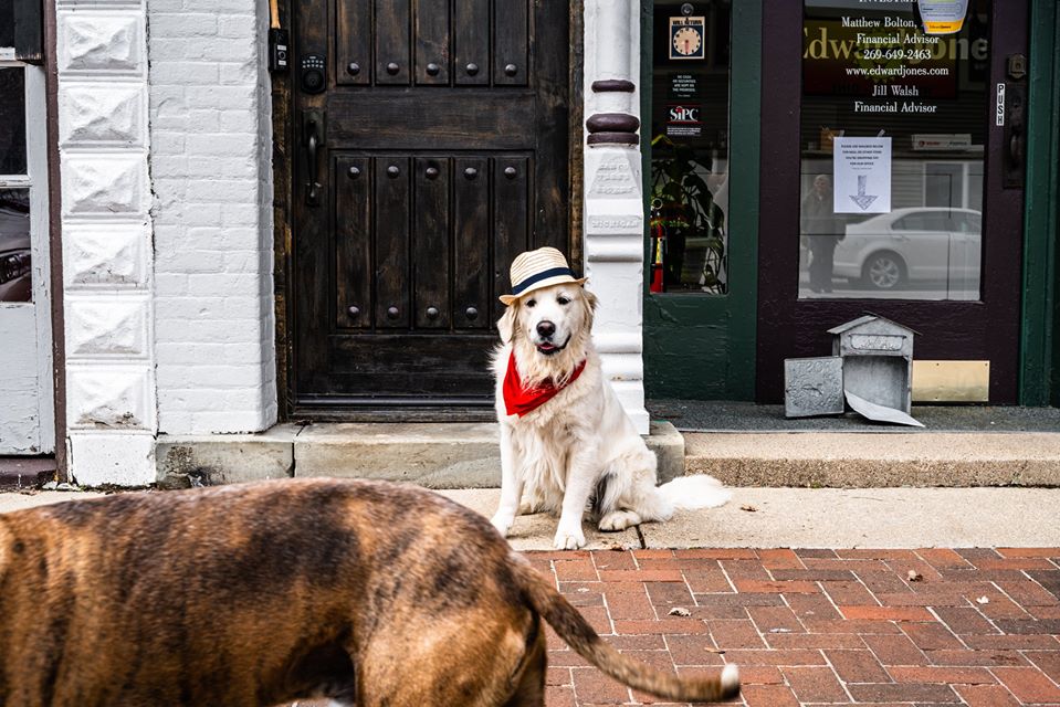 What a difference a couple of weeks makes!
This social distancing is for the dogs...
Caption these photos with Scoot and his pal Simon 🙃🐾
#ViewsFromVicksburg