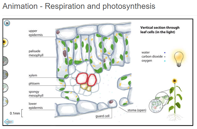 SAPS_News's tweet photo. Ideal for #LearningAtHome your students can check out our biology animations focusing on transport, respiration, photosynthesis and mitosis in plants. 🖱️🌿

https://t.co/OcnmT48uJE 

#PlantSci #LearnAtHome #WorkFromHome https://t.co/veT6XzCTj5