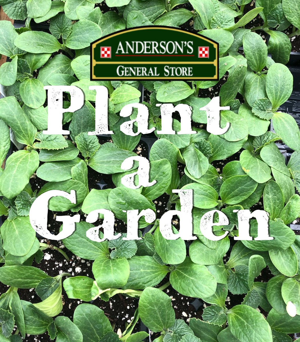 AGSSTATESBORO's tweet photo. Looking for something fun and constructive to do? Plant a garden! We have vegetable, herb and flowering plants, hoses, fertilizer too. Creates great teachable moments for kids! #WatchYourGardenGrow🌷#AndersonsGeneralStore https://t.co/0kjFBeZIyR