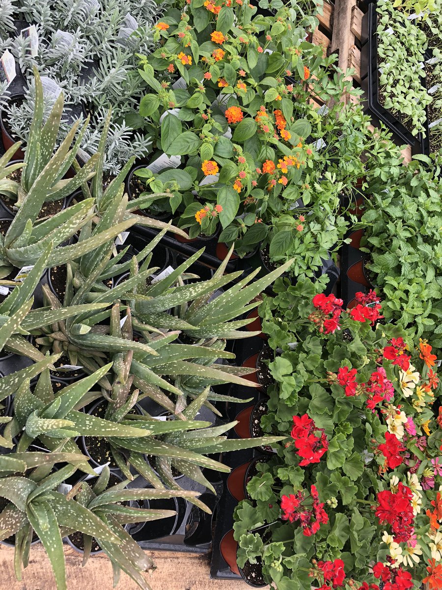 AGSSTATESBORO's tweet photo. Looking for something fun and constructive to do? Plant a garden! We have vegetable, herb and flowering plants, hoses, fertilizer too. Creates great teachable moments for kids! #WatchYourGardenGrow🌷#AndersonsGeneralStore https://t.co/0kjFBeZIyR